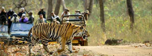 Kolkata Wildlife Tour Packages | call 9899567825 Avail 50% Off